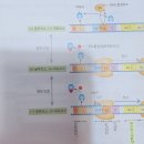 2권 13장 바이러스 및 원핵생물의 분자생물학 p321 Trp 오페론 이미지