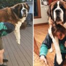 미다스펫 이미지