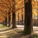 메타세콰이어길 이미지