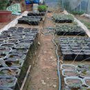 연화농원 이미지