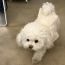 다윤유통 | Woof! Woof!