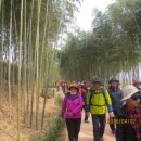 섬진강대숲길 이미지