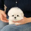 멍클레어 강아지분양 울산점 | 포항강아지분양 미유펫 투명한 후기