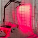 모글리몽 이미지