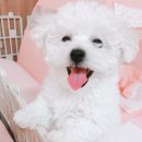 해피천사