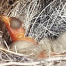 둥지농장 이미지