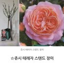 원예용 모종=＞시넨시스.오션블루모종=＞시중에 구할수 없는 품종 이미지