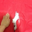 라운지 도그 이미지