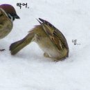 술헤는밤