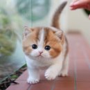 기분좋은점 | 부산고양이입양 기분좋은 후기