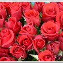 그린바다 이미지