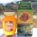 GINSENG HONEY 튜브꿀, 스틱꿀 판매합니다. 이미지