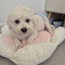 몽몽솔솔 | 광주 화정동 애견미용실 몽몽솔솔 피부 예민한 비숑 대파의 부분 미용 후기