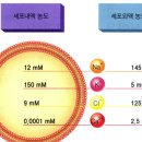 Re: 마그네슘의 치료적 이용에 관한 논문 이미지