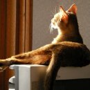 낭만고양이 이미지