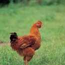 농원축산 이미지