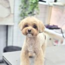 강실장펫살롱 네이버블로그