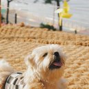 쉼표고성2 이미지