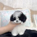 하나행운켄넬 이미지