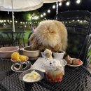어곡 | 부산근교 양산 500평 애견동반카페, [ 어곡128 ] 장소대관 후기 강아지 생일파티