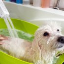 넘버원 펫살롱 이미지