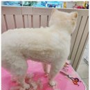 우리집강아지예쁘개 이미지