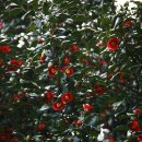 지중해의작은마을 이미지