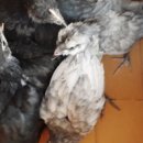 부여청계농장 이미지