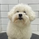 호야네애견샵 이미지