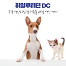 노바동물약국 | [노바약국]히알루티딘DC : 강아지 관절 영양제