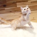 베베캣 고양이 이미지