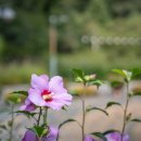 무궁화집 이미지