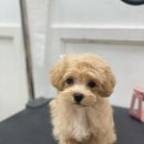 스프링그루밍 이미지