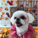 블링블링슈가 | 고급 라인의 제품 사용으로 믿음 가는 후기! 북구애견미용 블링블링 슈가
