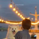 한강켄넬 이미지