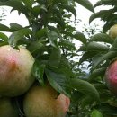 낙원농장4 이미지