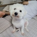 낮은굴뚝 애견펜션 이미지