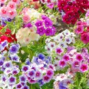 (주)몬디 이미지