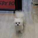 오렌지독하우스 이미지