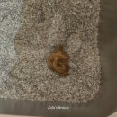 일동동물병원 | 아기 고양이 유산균 추천 변비 설사할 땐 닥터티드펫 반려동물 유산균 RS 후기