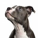 아메리칸 스테포드셔 테리어(American Staffordshire Terrier) 이미지