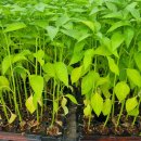 고추, 토마토 모종 등 할인판매해요. 이미지