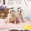 엄마손동물병원 이미지