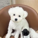 샴푸하는강아지 | 강아지샴푸추천 강아지약용샴푸 강아지미스트 솔직 후기