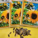 해바라기어린이집마당 이미지