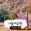 동화로 즐기는 Reading travel | 서울대공원 봄꽃축제 2026 과천 벚꽃명소 후기