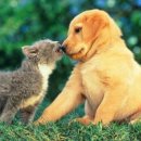 마음담은 동물병원 이미지