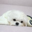 어메이징펫 이미지