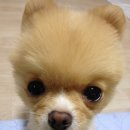 파스텔LC동물병원 이미지