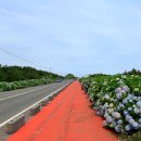 종달리수국길 이미지